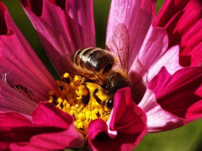 abeille3.jpg