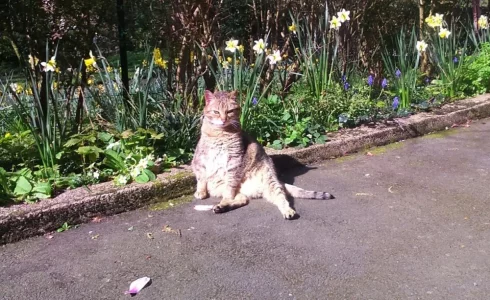 minou23.webp