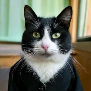 Maître Pistache.webp