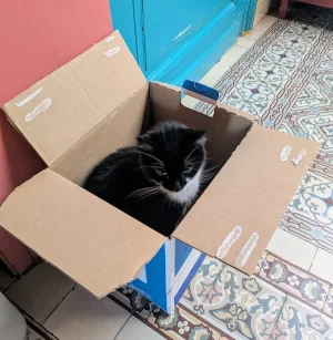 Lucky carton.webp