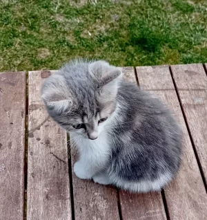 chaton1 2.webp