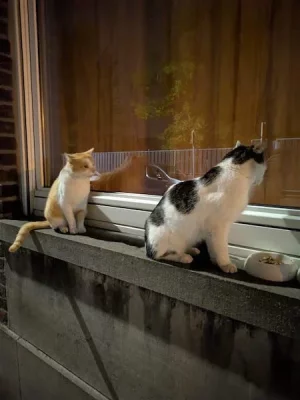 ptitroux et louisette.webp