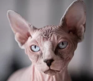 50784225752_b15f1e490a_c (1).webp