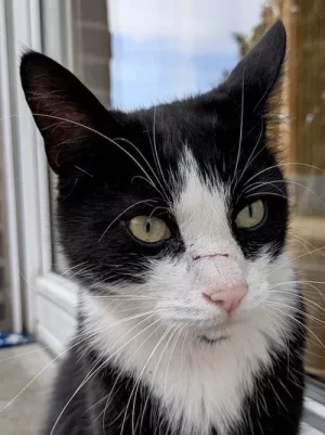 pistache bagarreur 2.webp