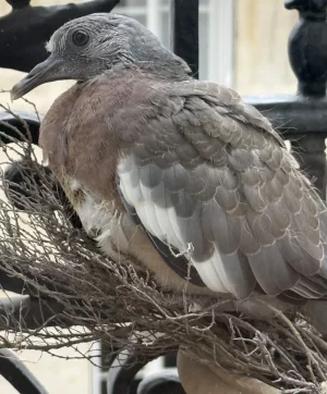 Capture d’écran 2026-02-03 à 17.46.53.webp