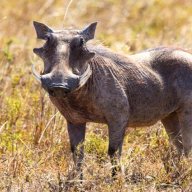 Warthog