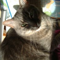 LadyChaton