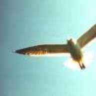 Seagull__