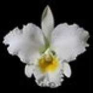 CATTLEYA