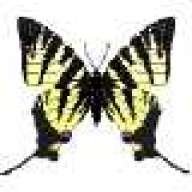 Charaxes