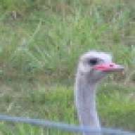 piajimbo