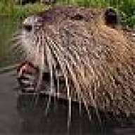 Ragondin