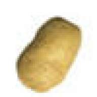 melophis
