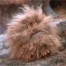 Fizzgig