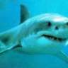 Requin Blanc