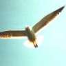 Seagull__