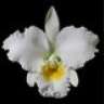 CATTLEYA