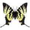 Charaxes