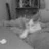 *Siana*