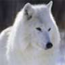 Wild Wolf