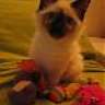 titou-garou