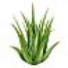 Aloe-Vera