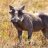 Warthog
