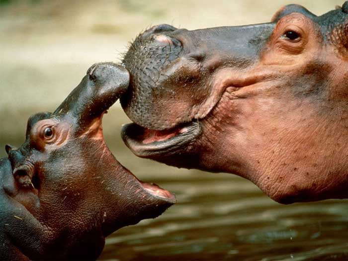 hippopotamuses.jpg