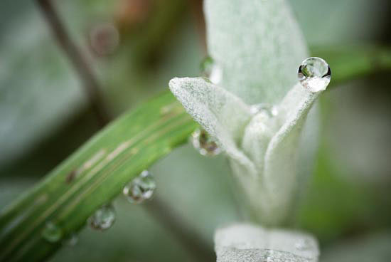 goutte.jpg