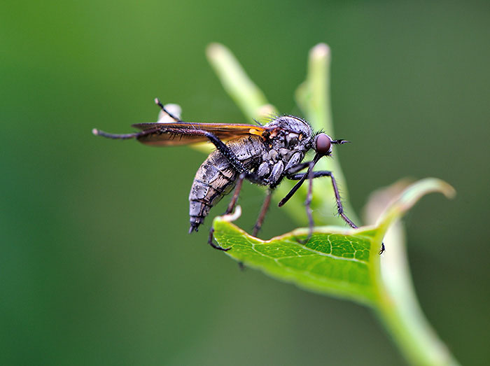 bzz.jpg