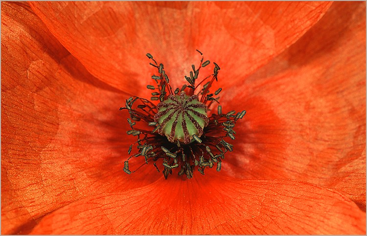 fleur_coquelicot.jpg
