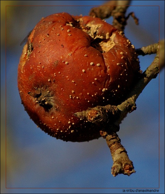 pomme-pourrie-sur-branche.jpg