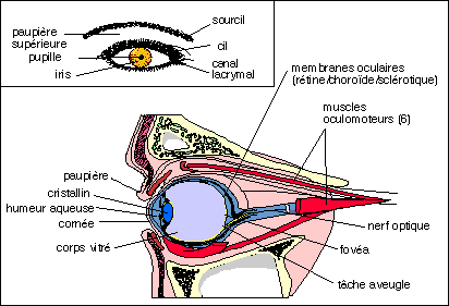 oeil.gif
