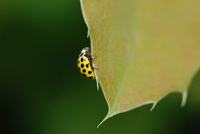 20070726-DSC_5467.jpg