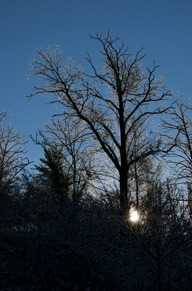 arbre.jpg