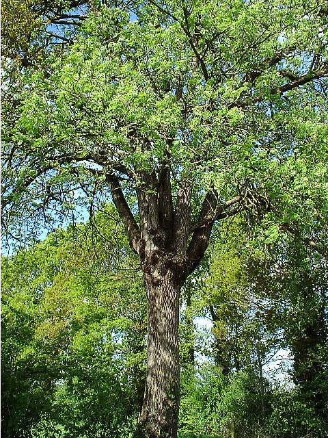 Cormier_arbre.jpg