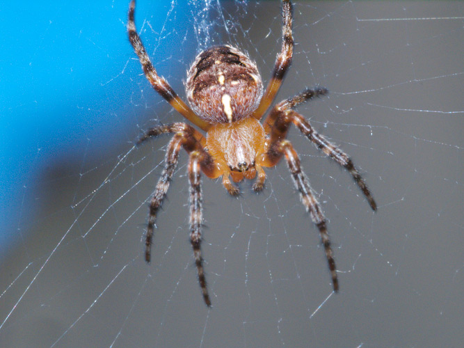 spider10.jpg