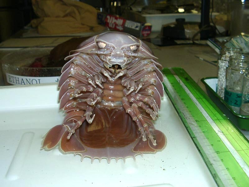 starwarsfish.jpg