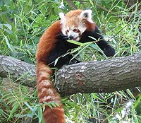 200px-RedPanda.jpg
