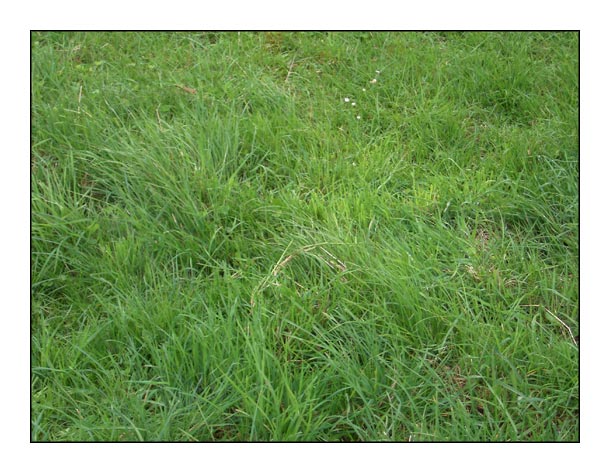 herbe.jpg