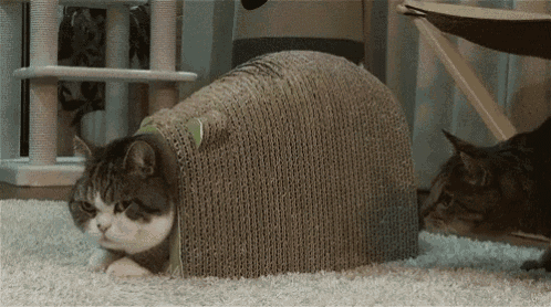 same-cat.gif