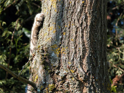griffe_arbre.jpg