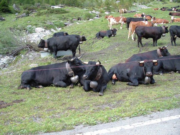 vaches10.jpg