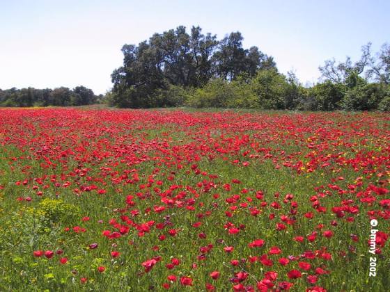 coquelicot.jpg