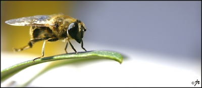 normal_abeille.jpg