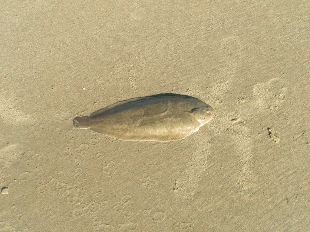 sole.jpg