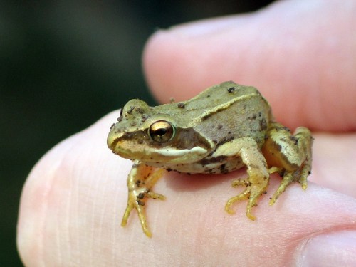 Grenouille.JPG