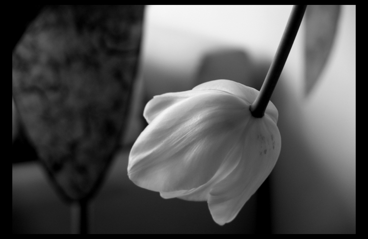 jardin_hiver