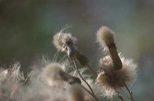 1022041324_ca7722d8db.jpg