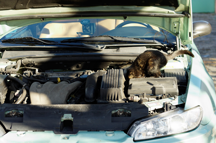 chat_moteur.jpg